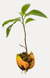 Avocado_Seedling