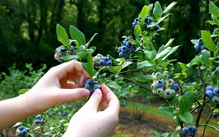 foraging
