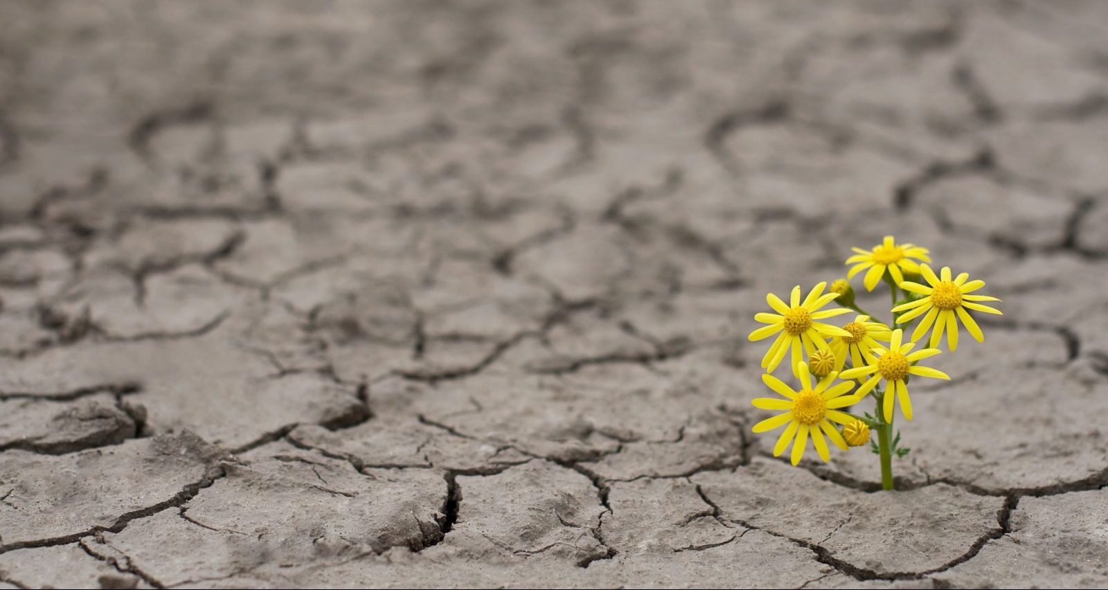 hopeflower.jpg