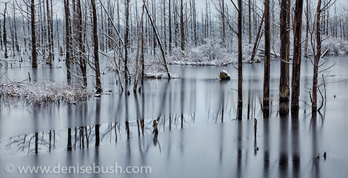 d-bush_reflections-on-ice.jpg
