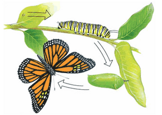 .: Lifecycle butterfly